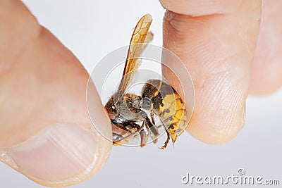 Hornet bites a manâ€™s hand on a white background Stock Photo